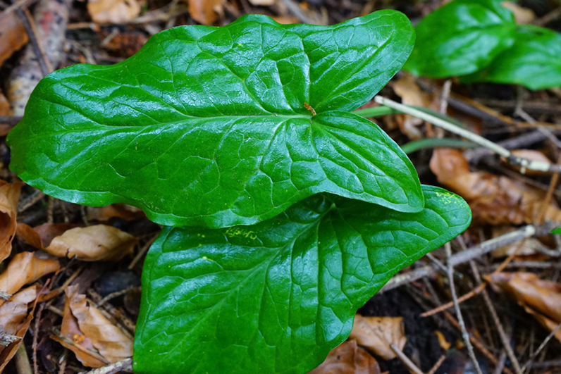 kontyvirág, gyűjtés, kosár, vadon, természet, mérgező