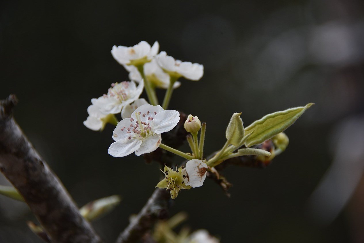 örökzöld, lombhullató, vadon, kosár, természet