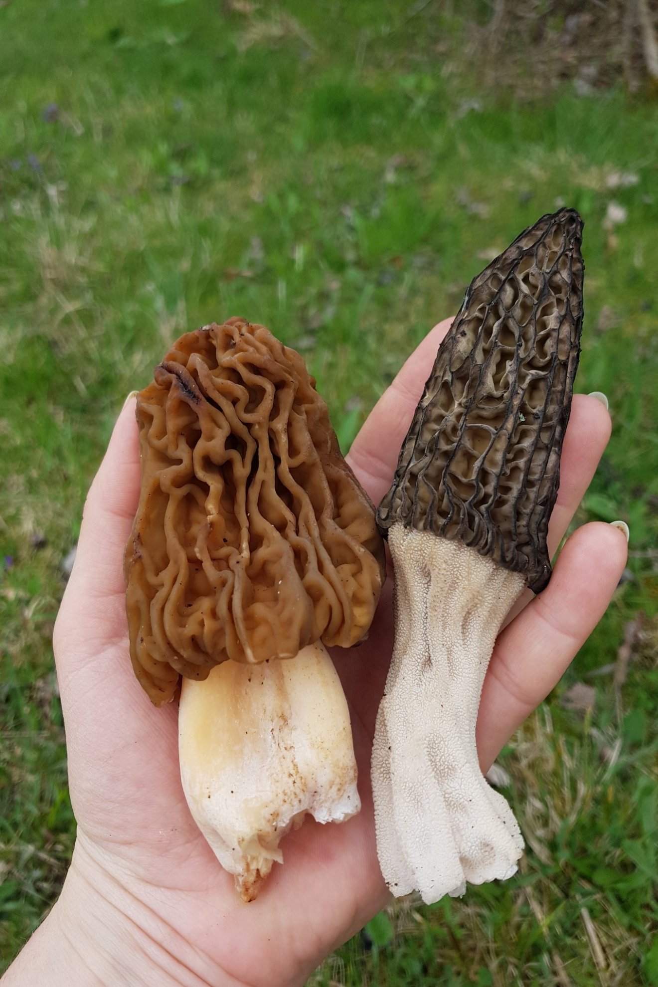 kucsmagomba, vadon, természet, gyűjtés, kosár, tavasz