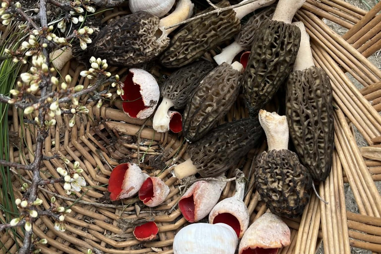 kucsmagomba, vadon, természet, gyűjtés, kosár, tavasz