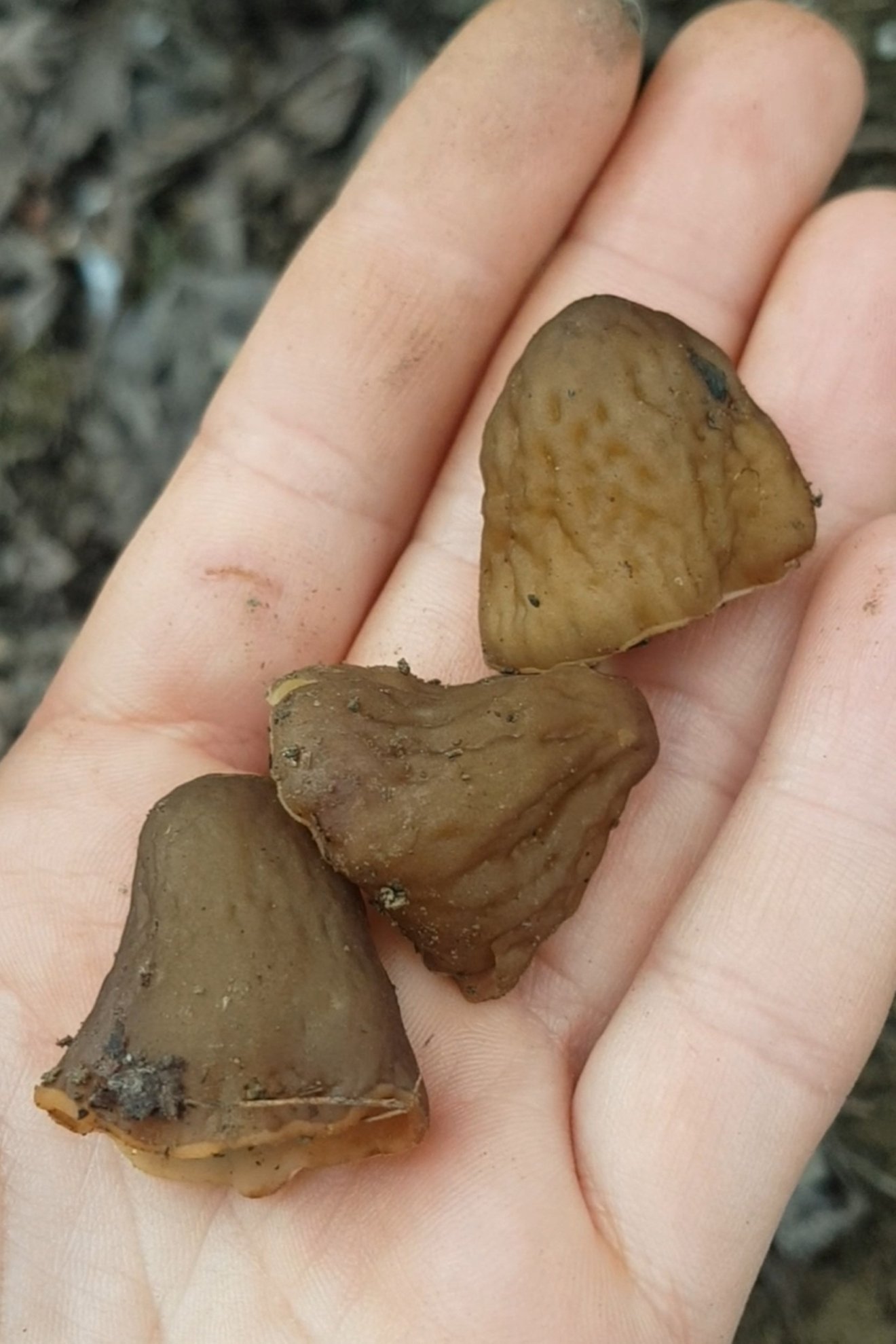 kucsmagomba, tavasz, kincs, természet, kosár, vadon