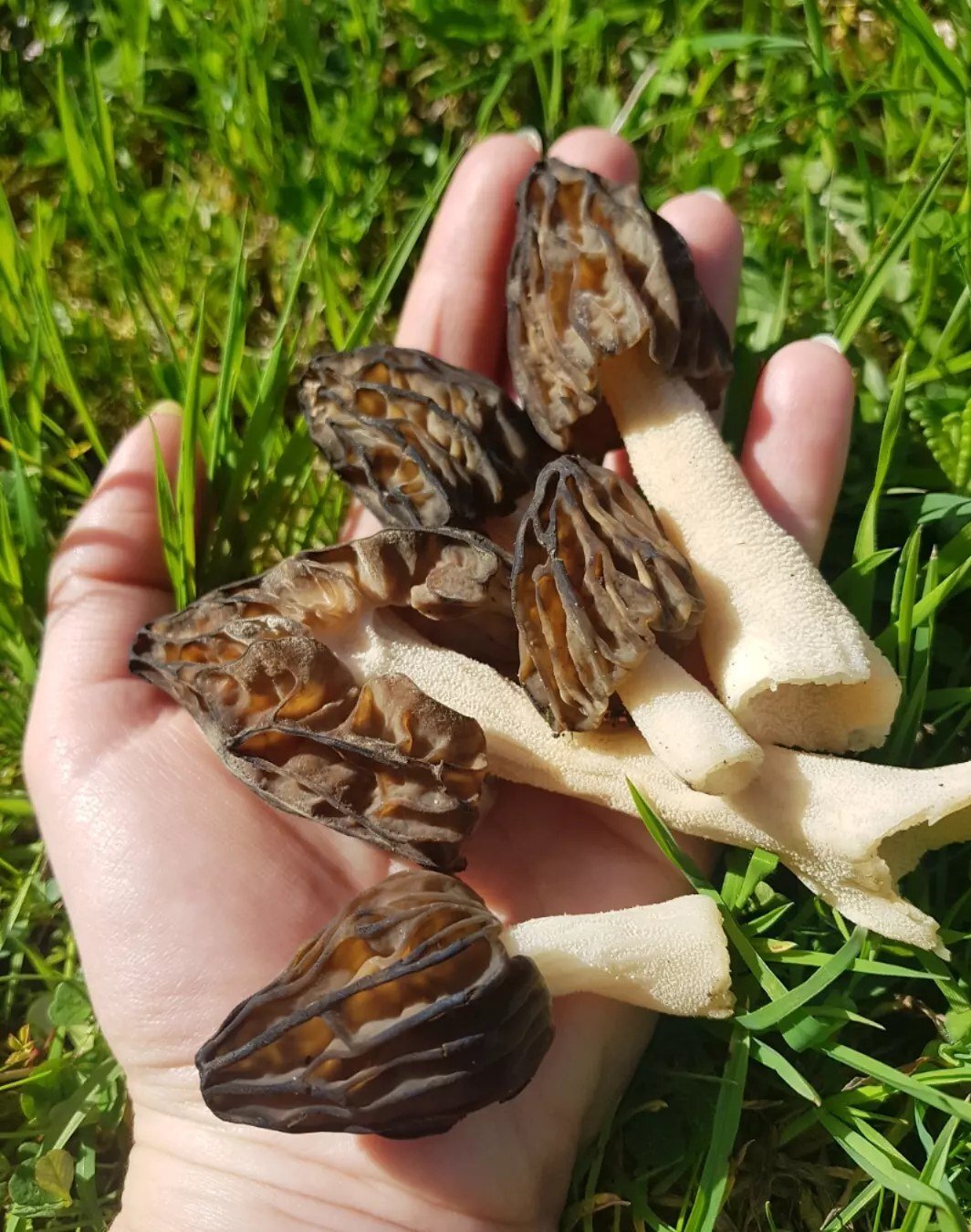 kucsmagomba, vadon, természet, gyűjtés, kosár, tavasz