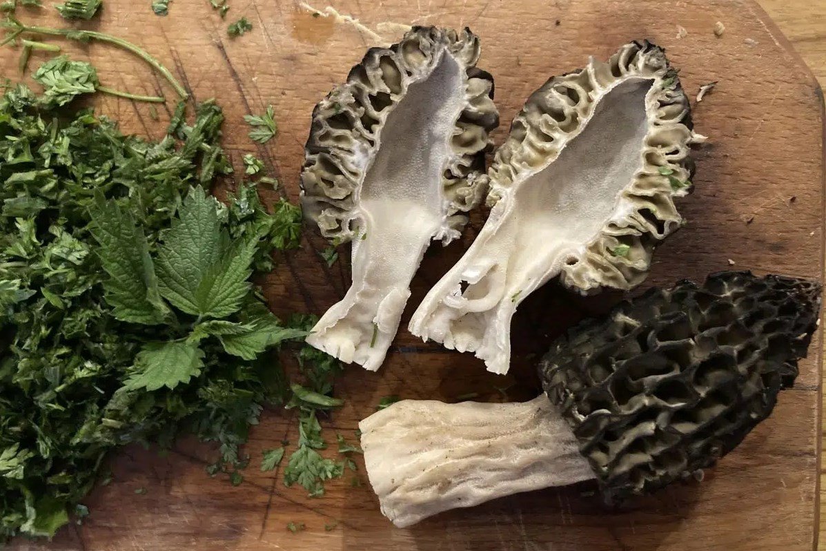 kucsmagomba, vadon, természet, gyűjtés, kosár, tavasz