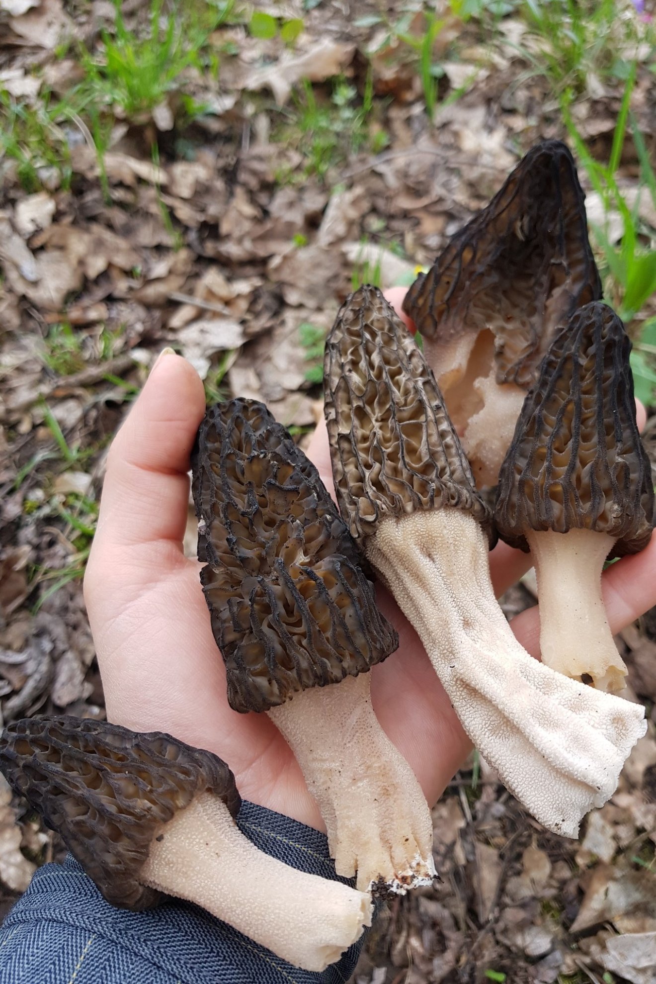 kucsmagomba, vadon, természet, gyűjtés, kosár, tavasz