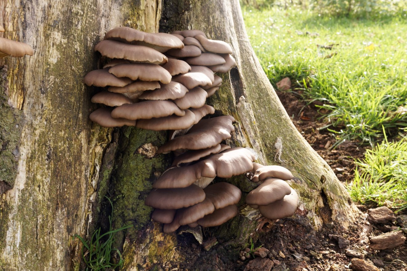 laskagomba, fűszernövény, kosár, vadon, gyűjtögetés, ősz