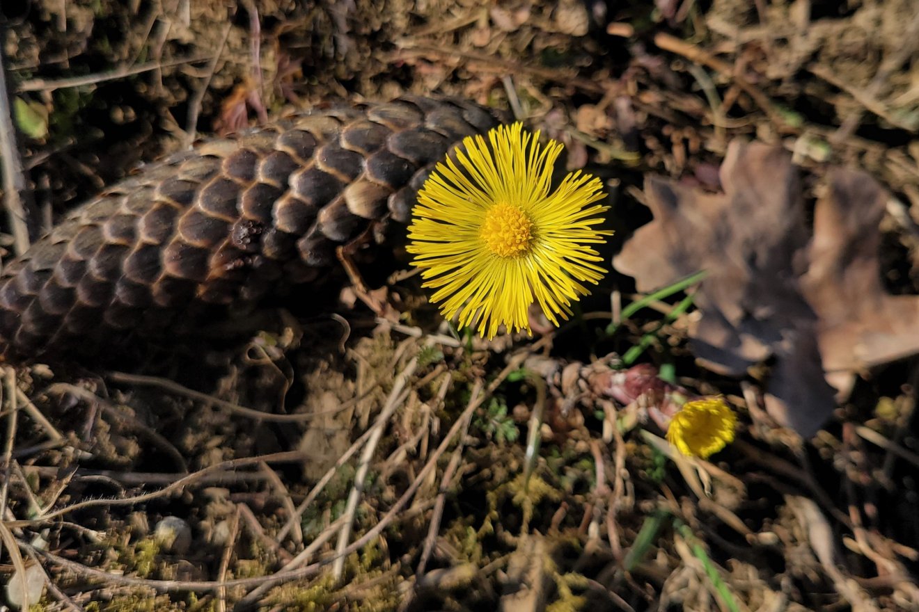 mérgező, gyógynövény, kosár, vadon, természet