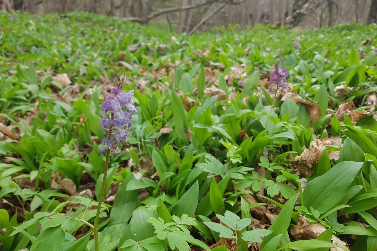 medvehagyma, gyűjtés, kosár, vadon, természet