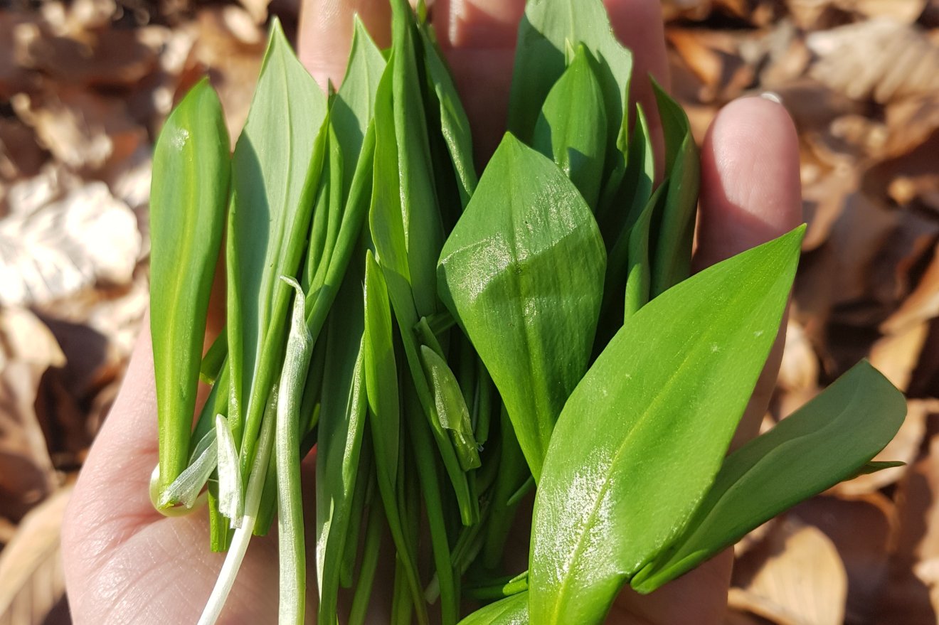 medvehagyma, gyűjtés, kosár, vadon, természet
