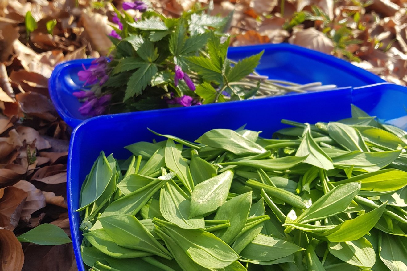 medvehagyma, gyűjtés, kosár, vadon, természet