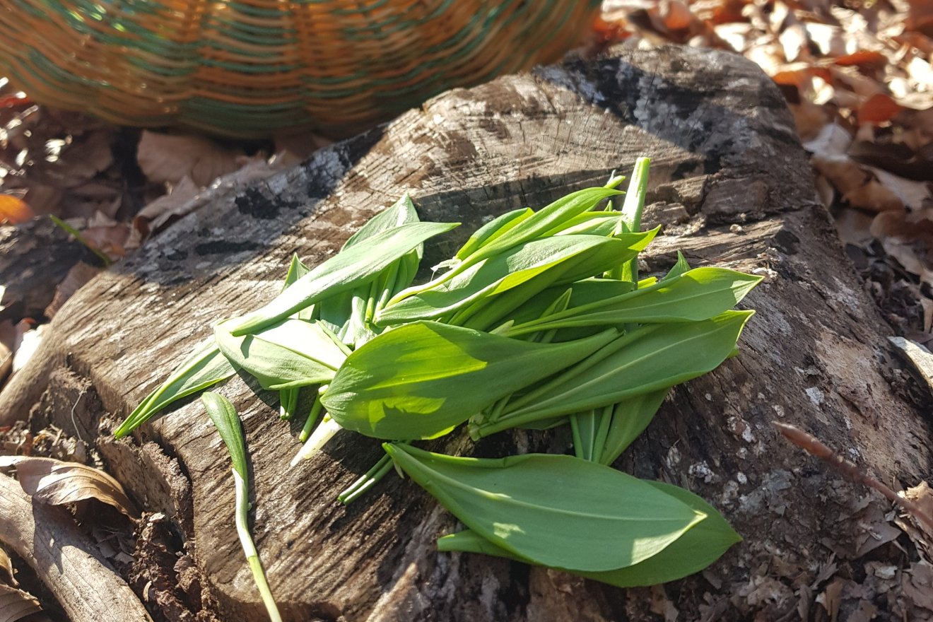 medvehagyma, gyűjtés, kosár, vadon, természet