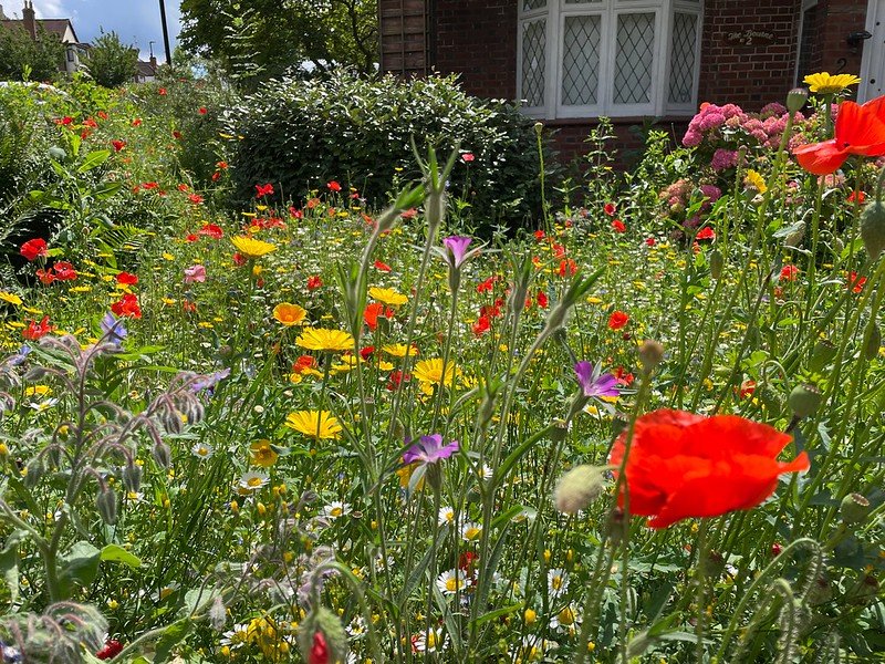 etetés, tél, vadóka, madár