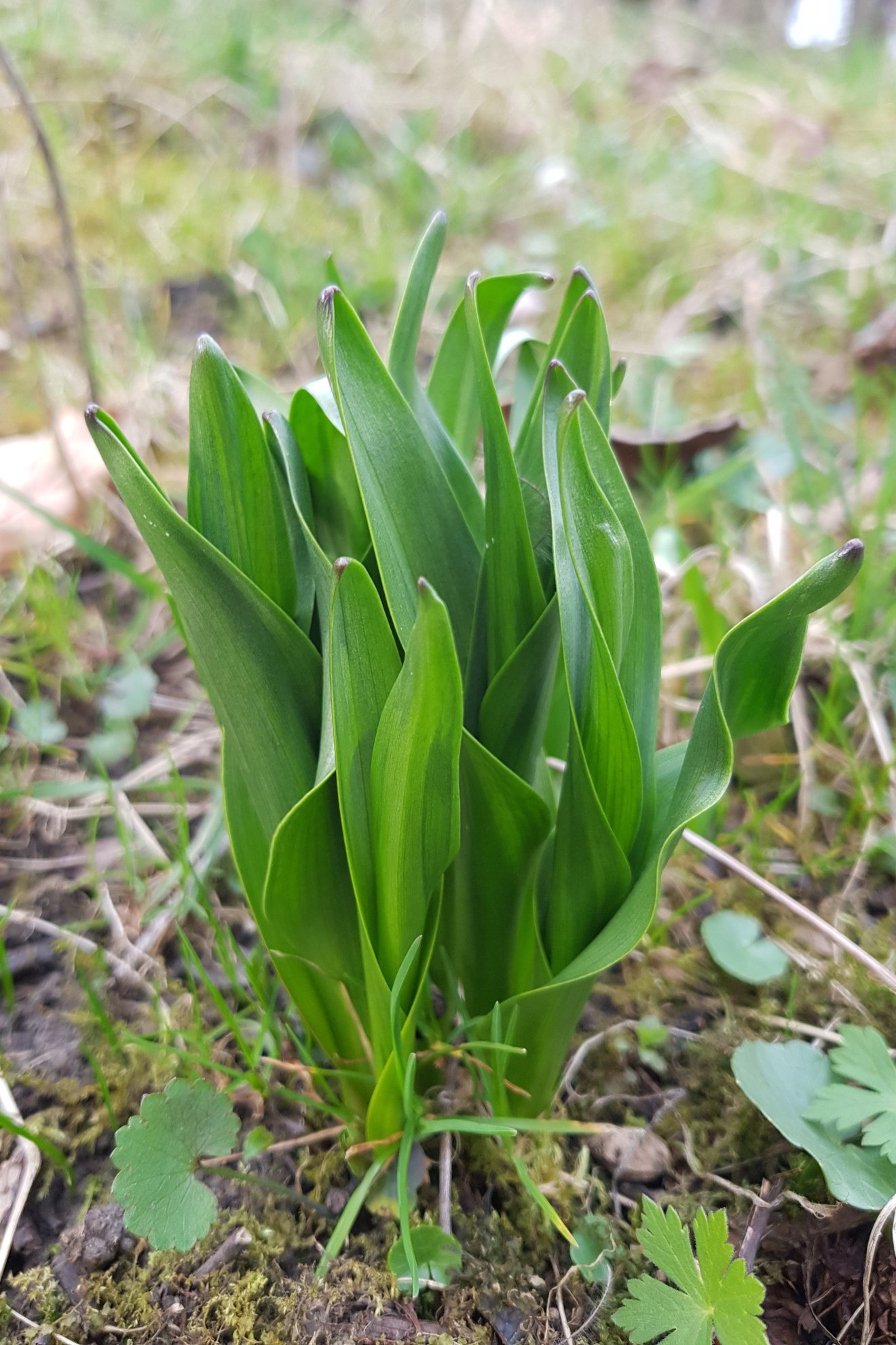 vadon, ibolya, kígyóhagyma, hangya, kosár, vadon, tavasz, medvehagyma