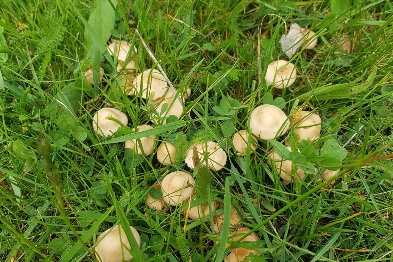szegfűgomba, lucfenyő, fenyőrügy, mezei, gyűjtés, kosár