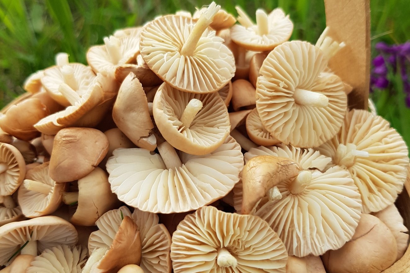 szegfűgomba, lucfenyő, fenyőrügy, mezei, gyűjtés, kosár