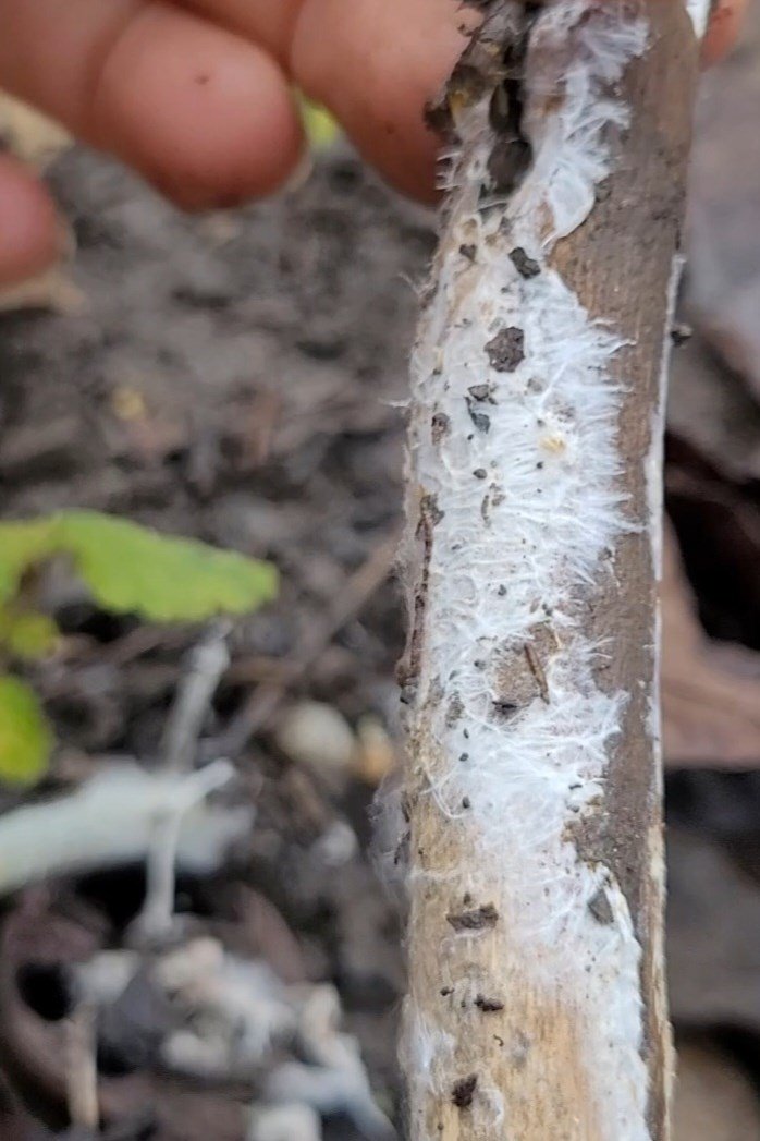 vadon, kosár, gomba, növény, tisztelet, szeretet