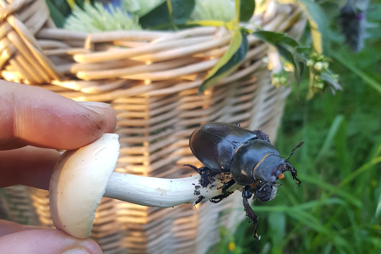 vadon, kosár, gomba, növény, tisztelet, szeretet