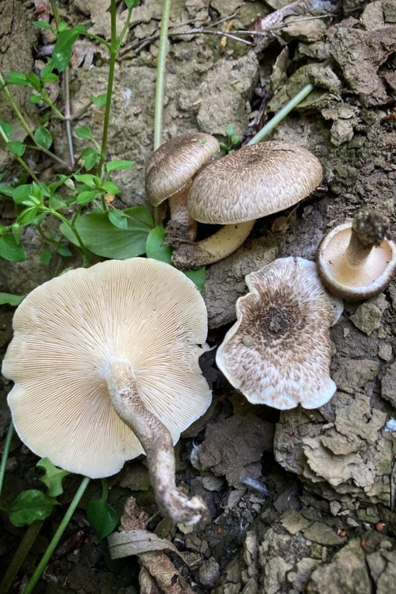 gomba, bagoly, pikkely, kosár, gyűjtés, természet