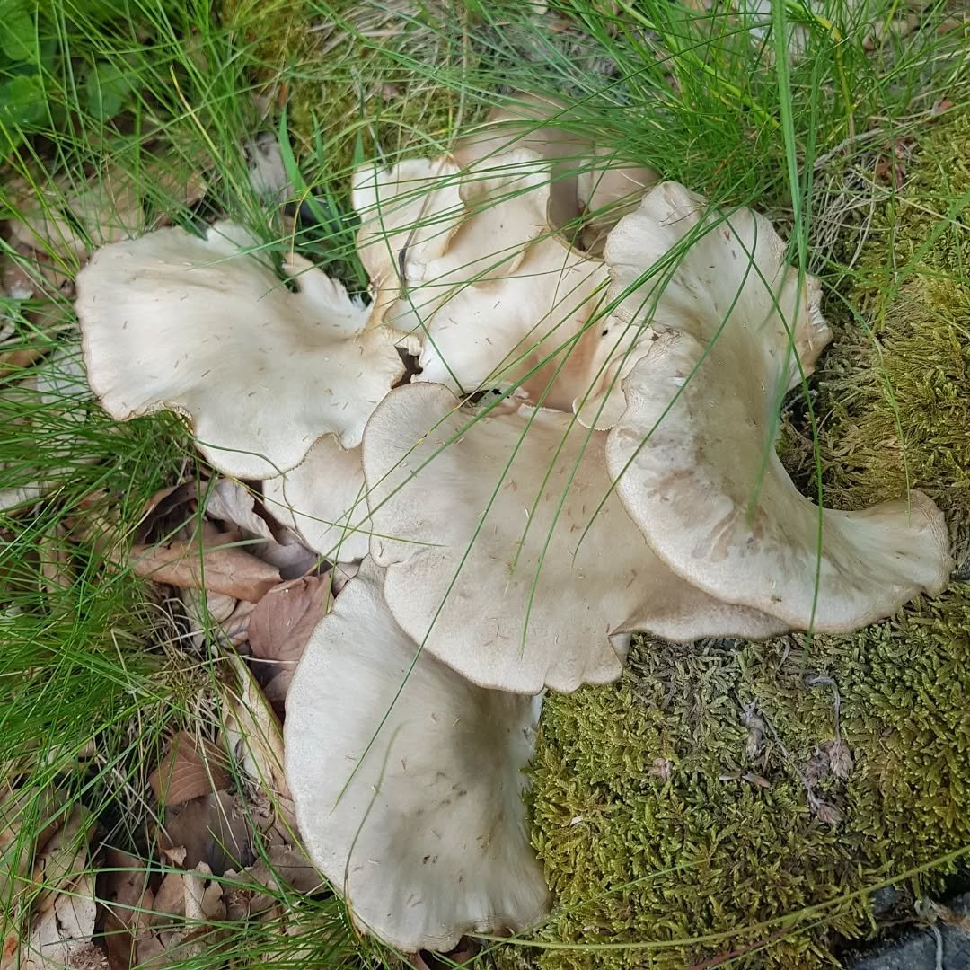 laskagomba, fűszernövény, kosár, vadon, gyűjtögetés, ősz