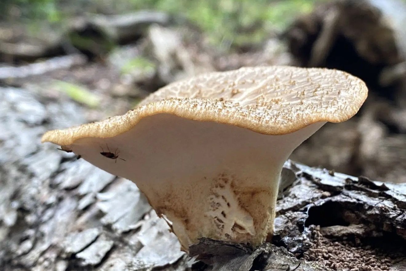 gomba, bagoly, pikkely, kosár, gyűjtés, természet
