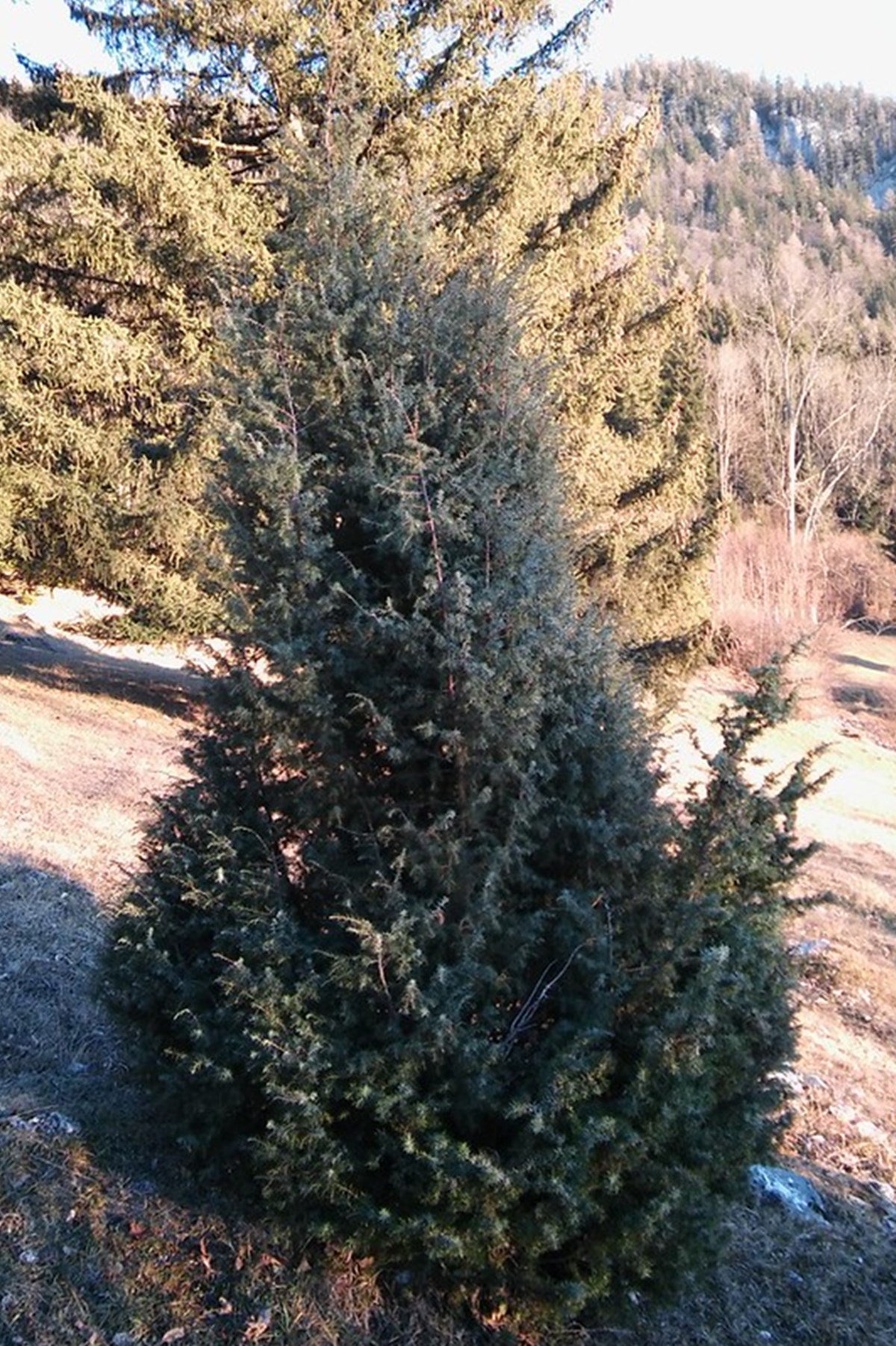 boróka, cserje, vadon