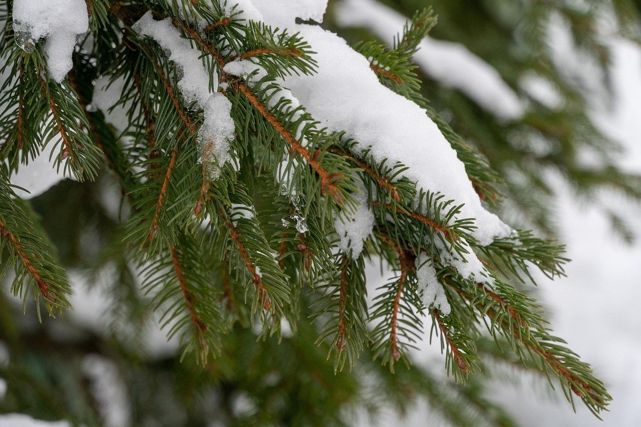 örökzöld, lombhullató, vadon, kosár, természet