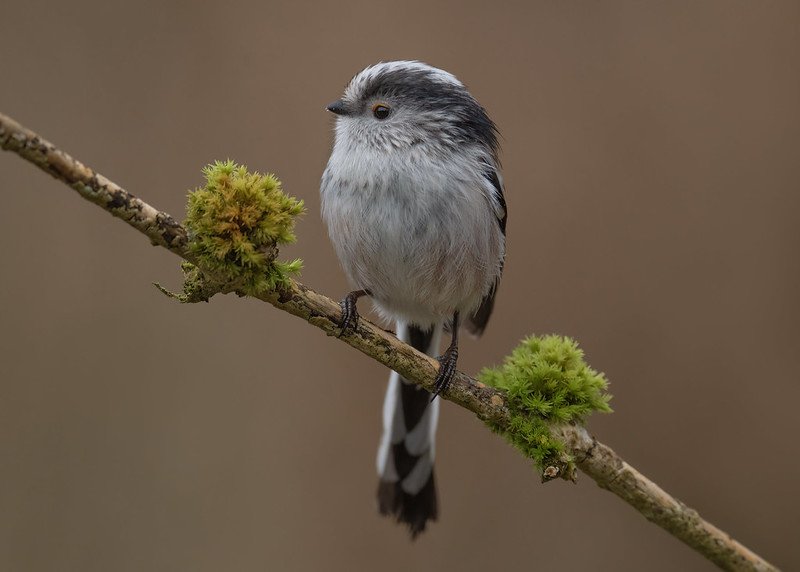 tél, őszapó, csuszka, szajkó, cinege, tél, vadon, madáretető