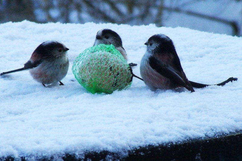 &bullet;  Fotó: Keith Laverack, Flickr, CC BY-ND 2.0