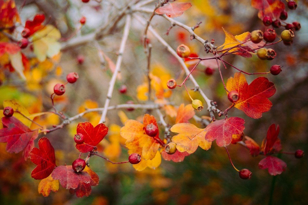 örökzöld, lombhullató, vadon, kosár, természet