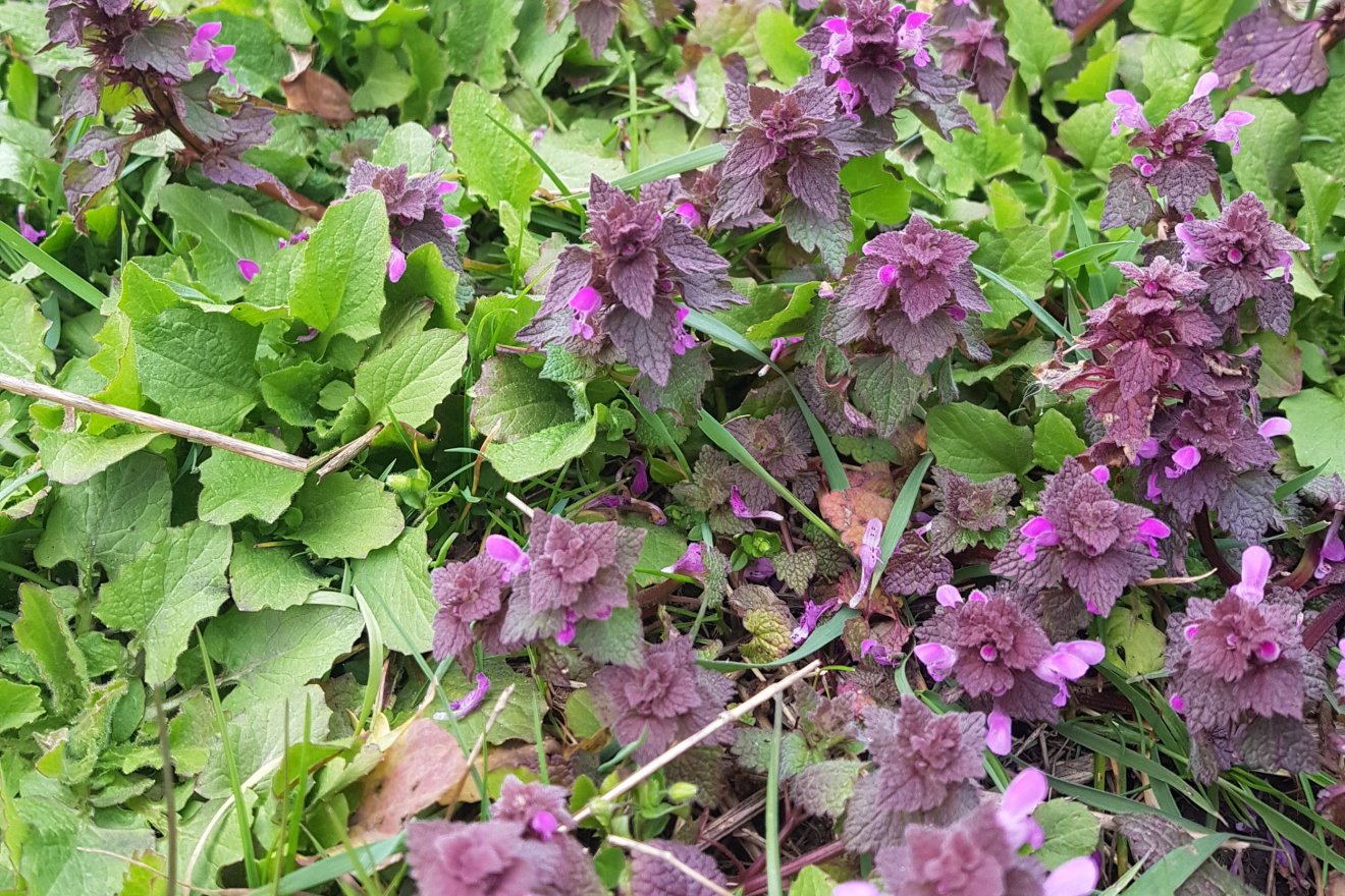 vadon, fűszer, savanyúság, podagrafű, árvacsalán, kosár, Dakó Viola