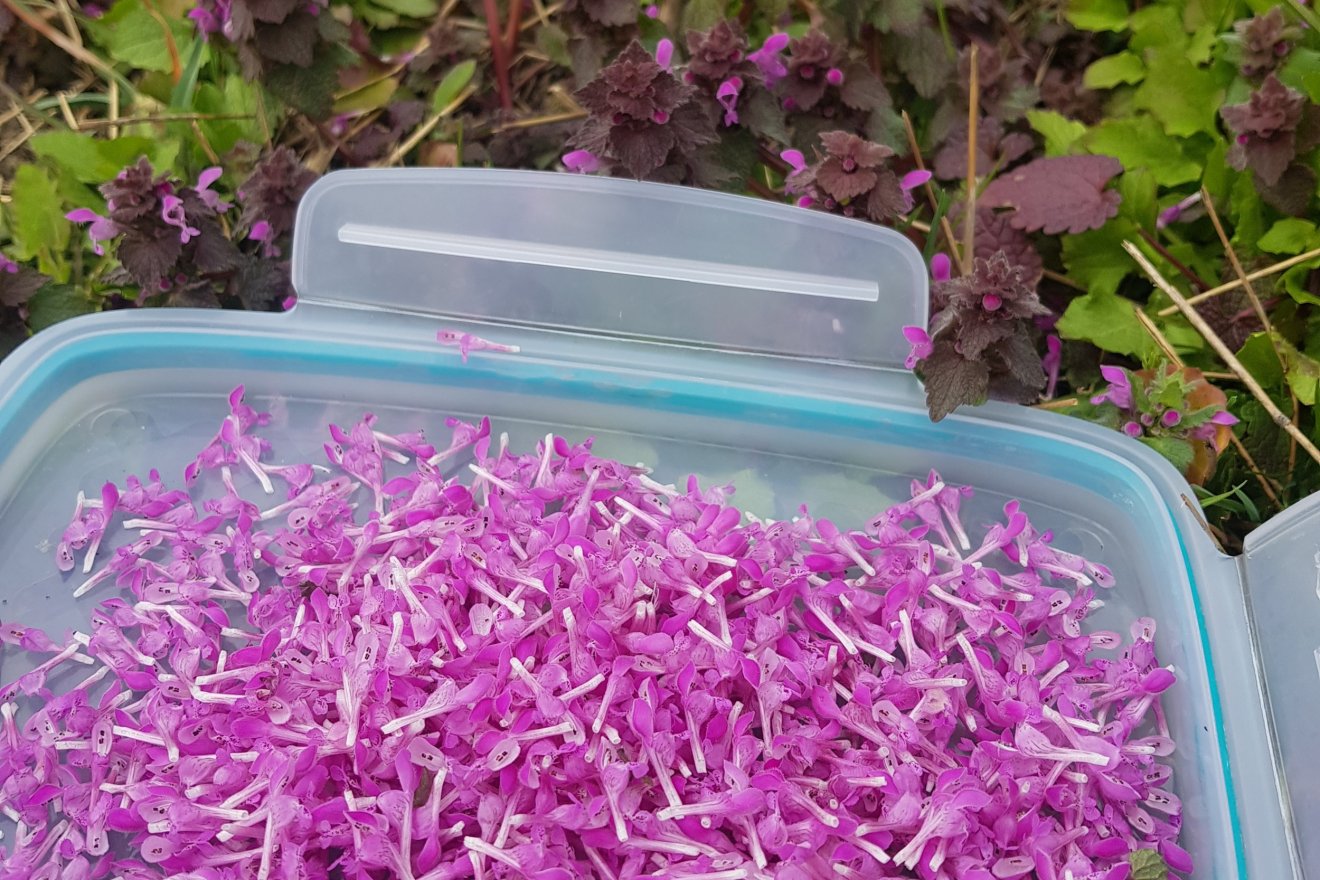 vadon, fűszer, savanyúság, podagrafű, árvacsalán, kosár, Dakó Viola