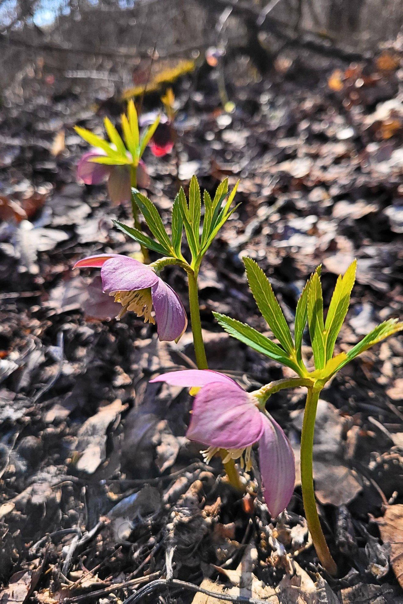 mérgező, gyógynövény, kosár, vadon, természet