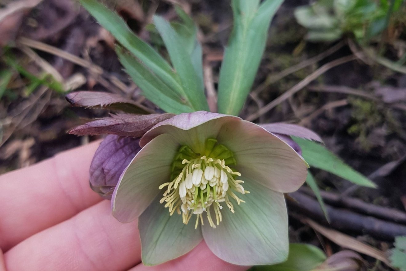 mérgező, gyógynövény, kosár, vadon, természet