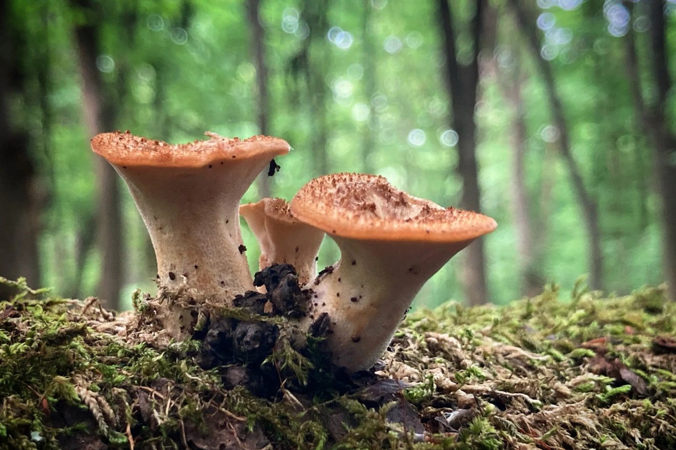 gomba, bagoly, pikkely, kosár, gyűjtés, természet