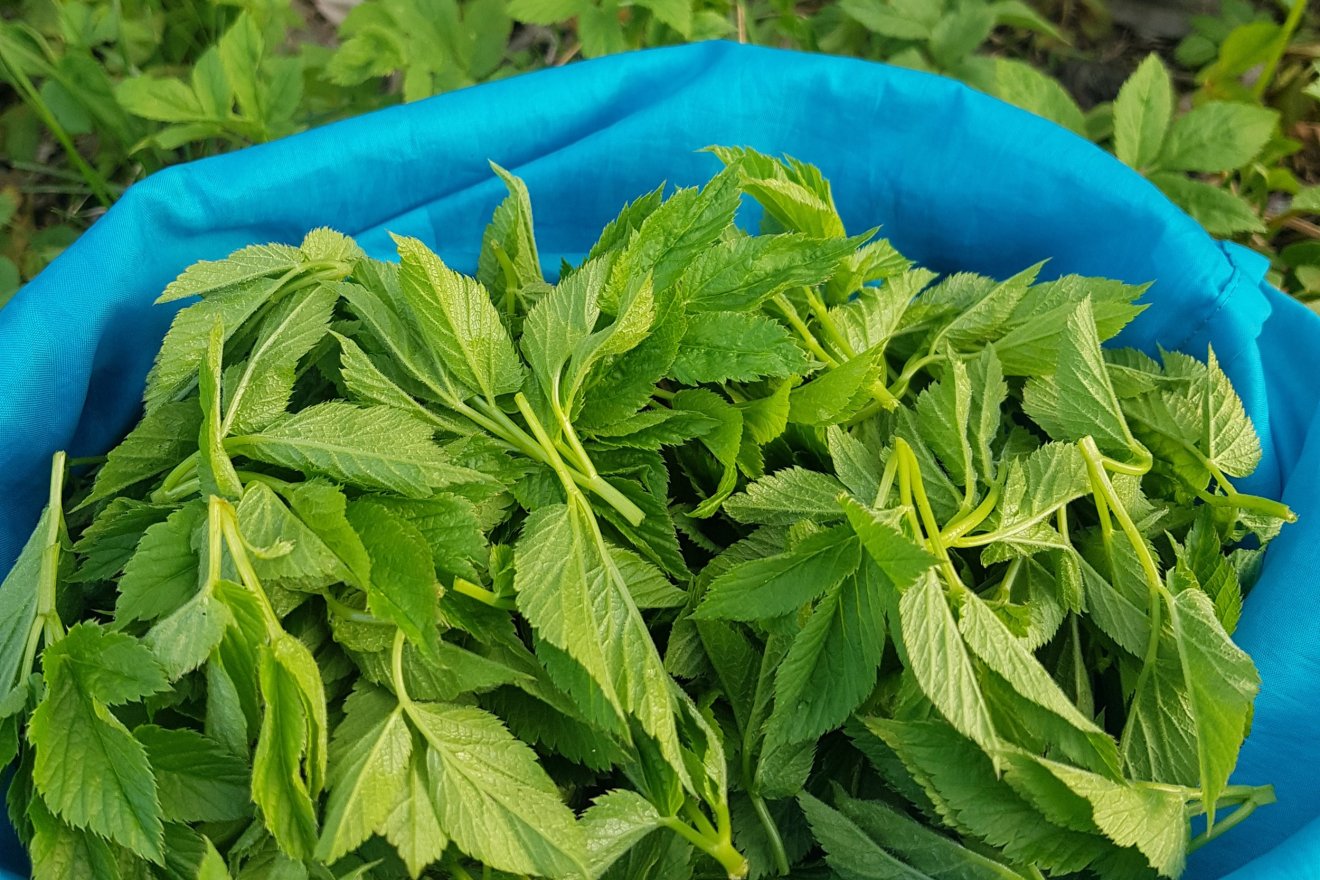 vadon, fűszer, savanyúság, podagrafű, árvacsalán, kosár, Dakó Viola