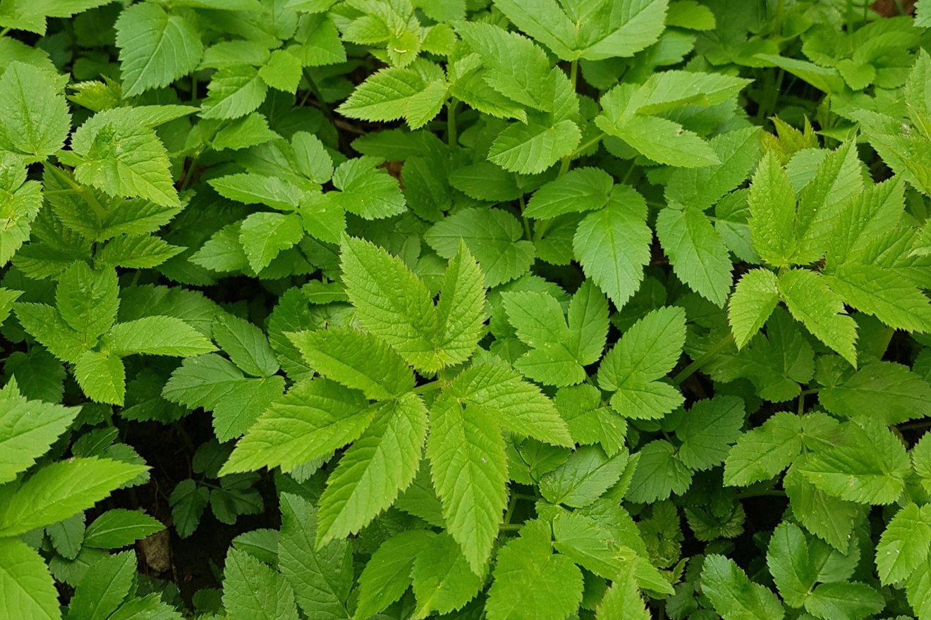 vadon, fűszer, savanyúság, podagrafű, árvacsalán, kosár, Dakó Viola