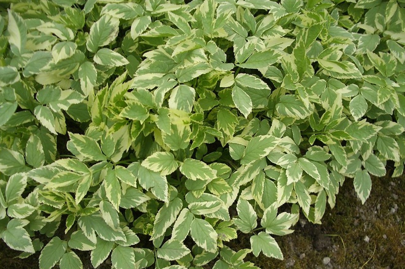 vadon, fűszer, savanyúság, podagrafű, árvacsalán, kosár, Dakó Viola