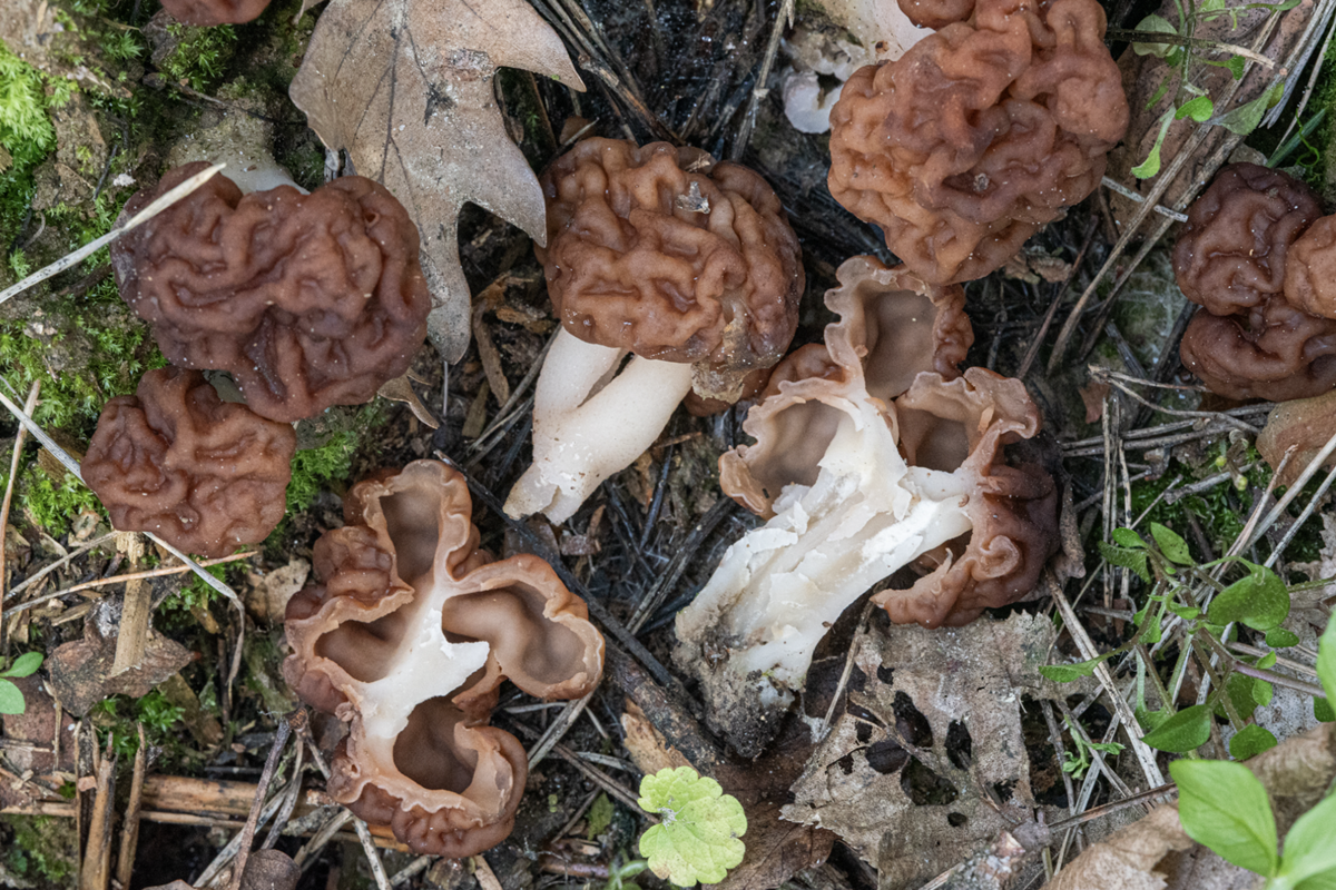 tavasz, kincs, természet, kosár, vadon