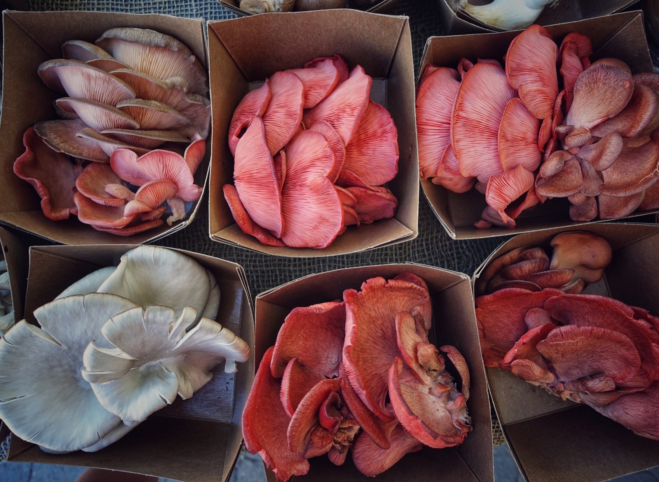 laskagomba, fűszernövény, kosár, vadon, gyűjtögetés, ősz