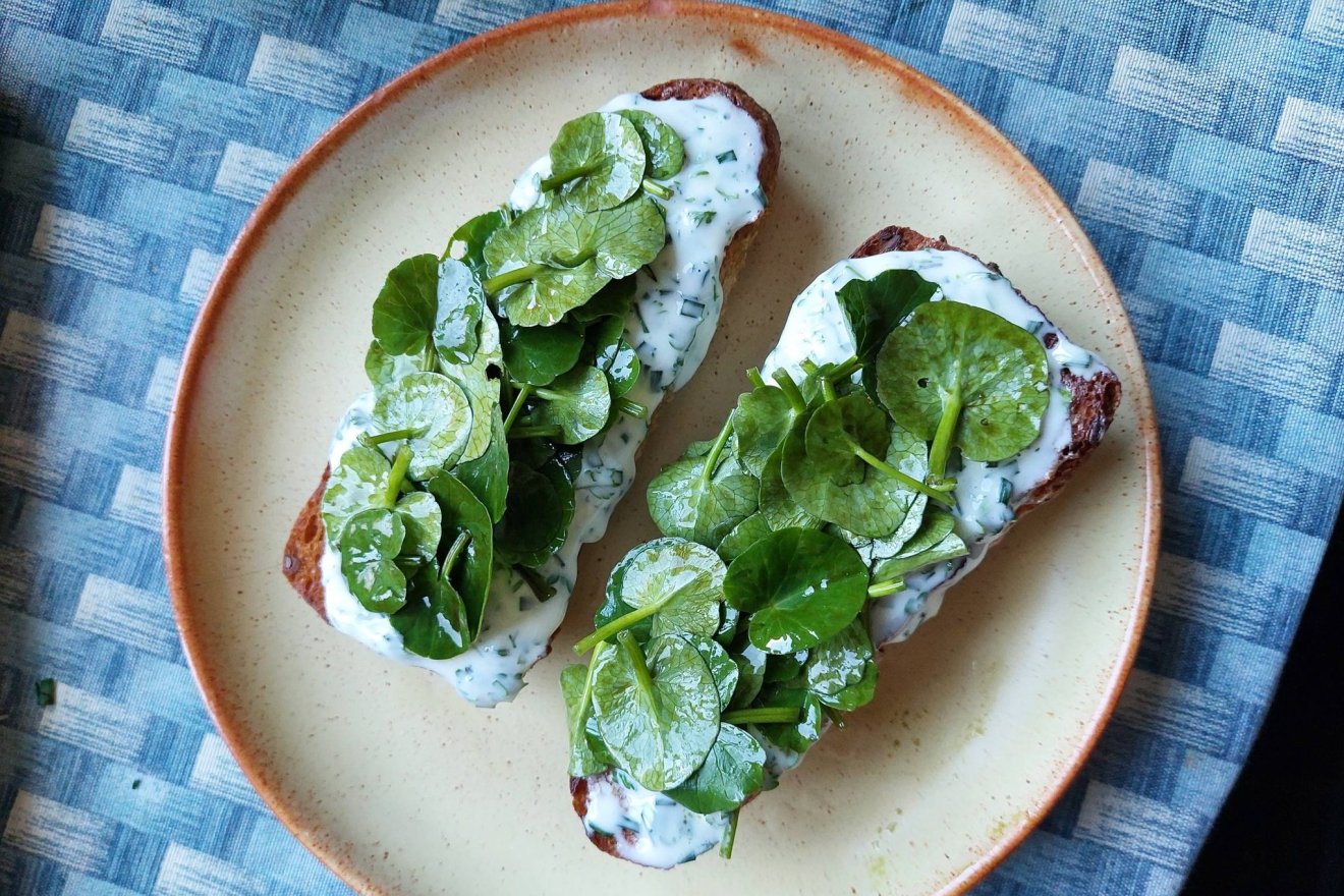 tavasz, hagyma, salátaboglára, kosár, vadon, növény