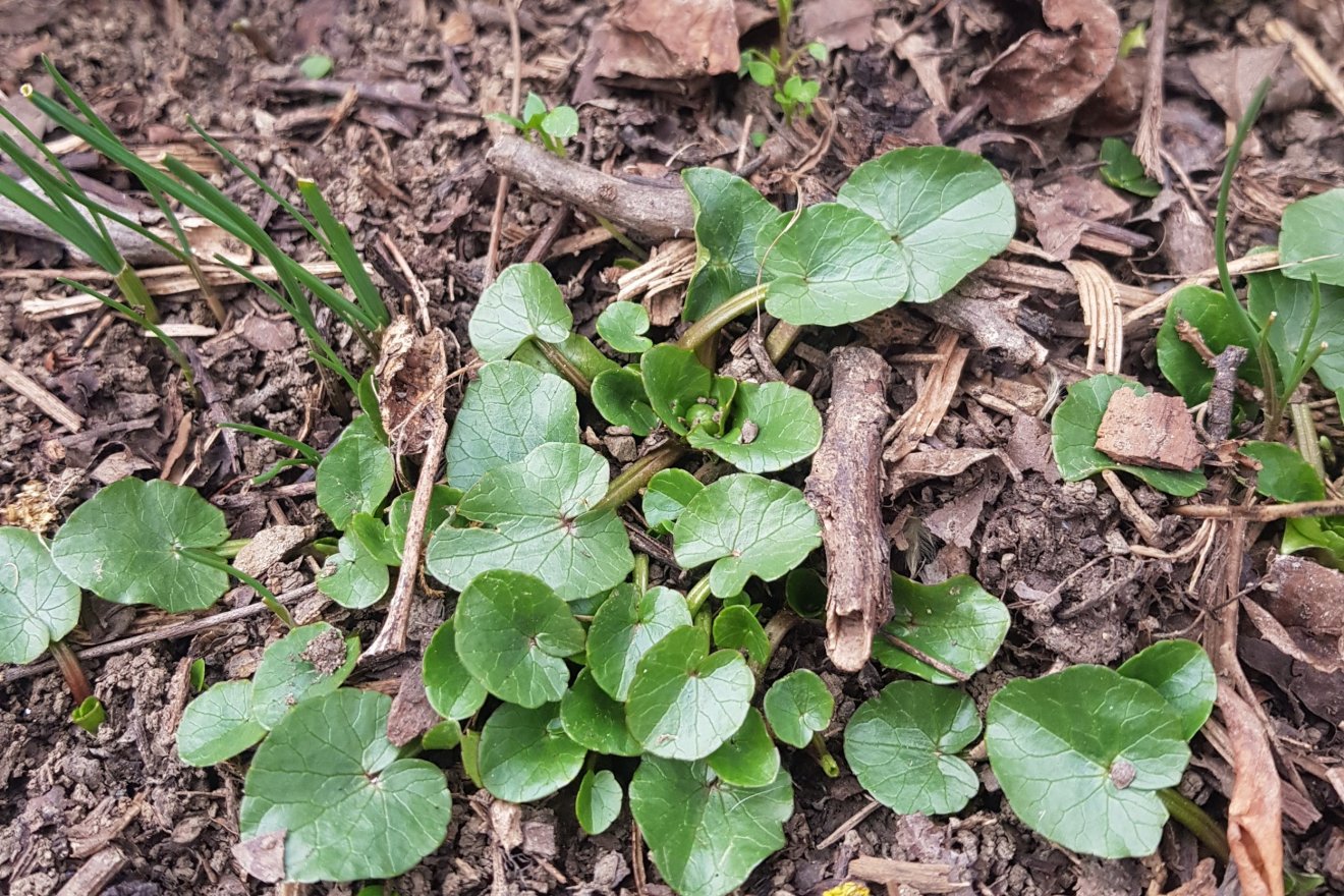 tavasz, hagyma, salátaboglára, kosár, vadon, növény