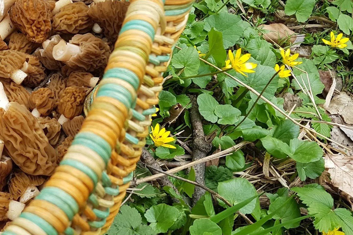 tavasz, hagyma, salátaboglára, kosár, vadon, növény