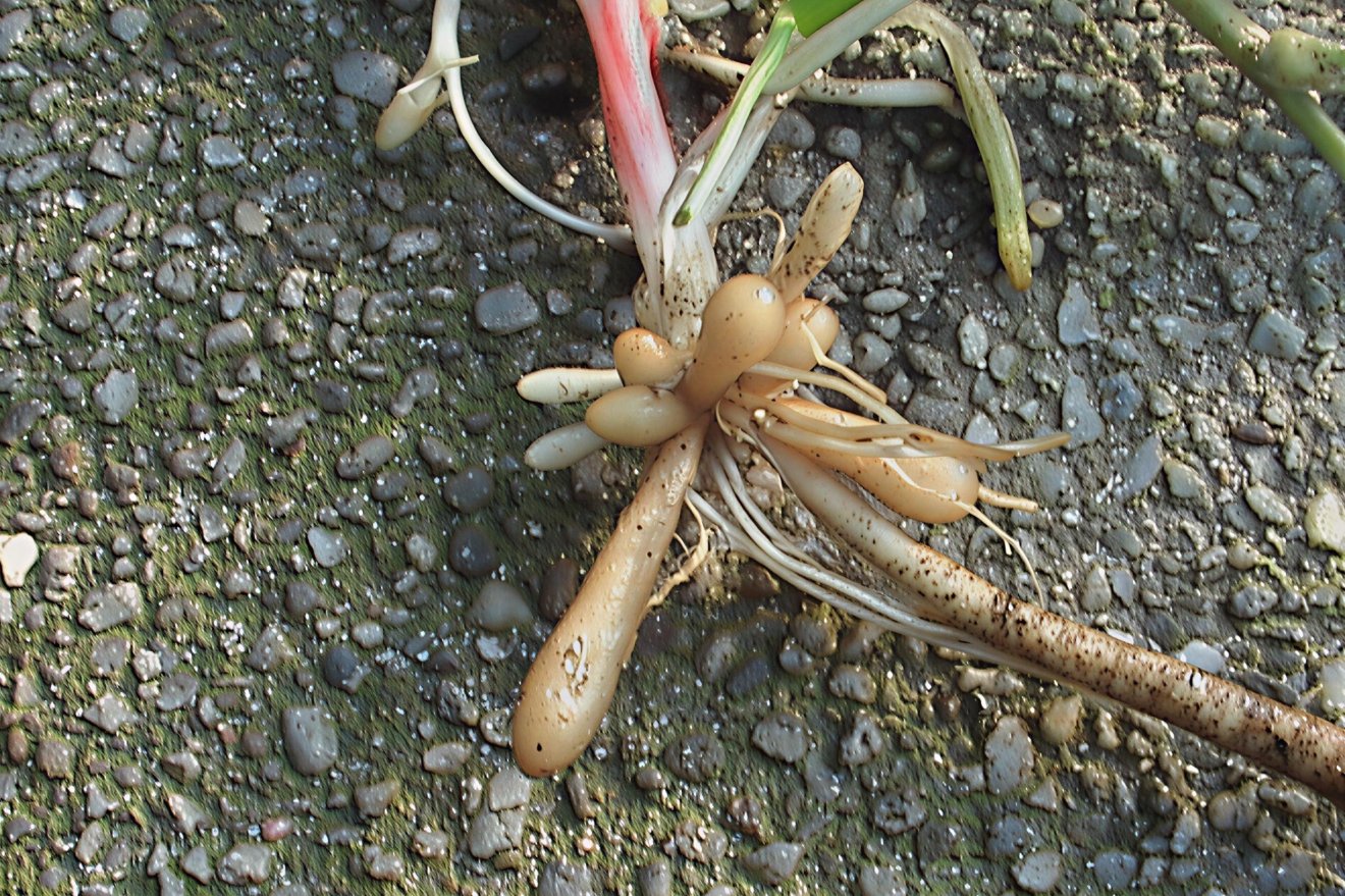 tavasz, hagyma, salátaboglára, kosár, vadon, növény