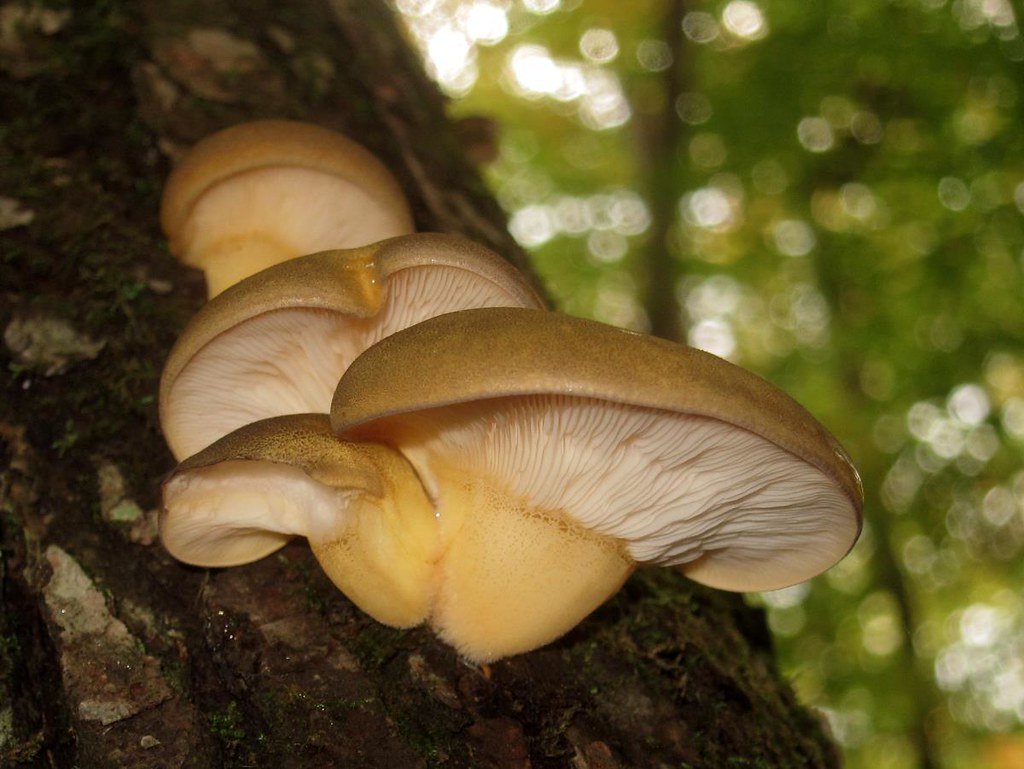 laskagomba, fűszernövény, kosár, vadon, gyűjtögetés, ősz