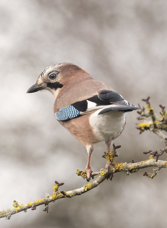 tél, őszapó, csuszka, szajkó, cinege, tél, vadon, madáretető