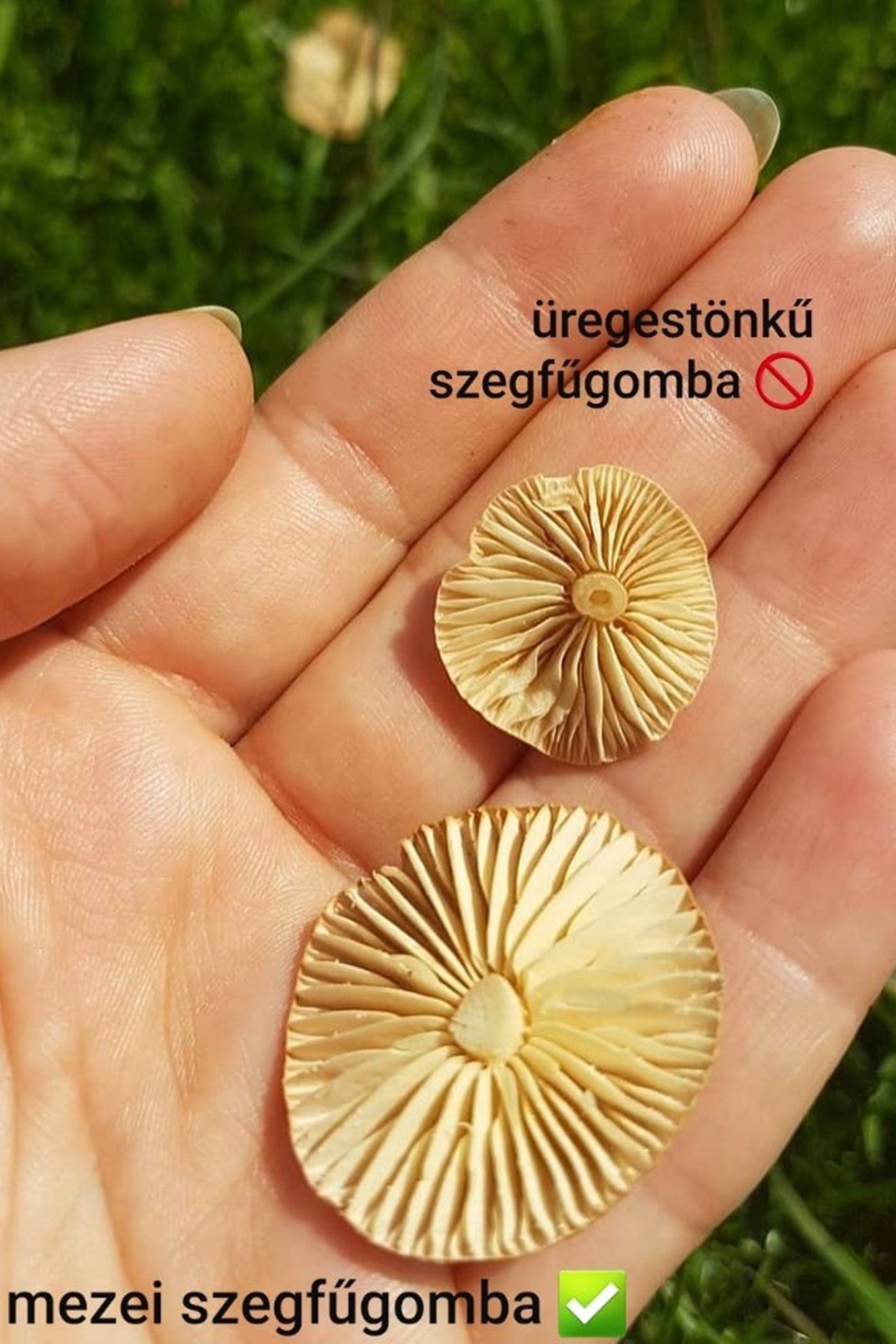 szegfűgomba, lucfenyő, fenyőrügy, mezei, gyűjtés, kosár