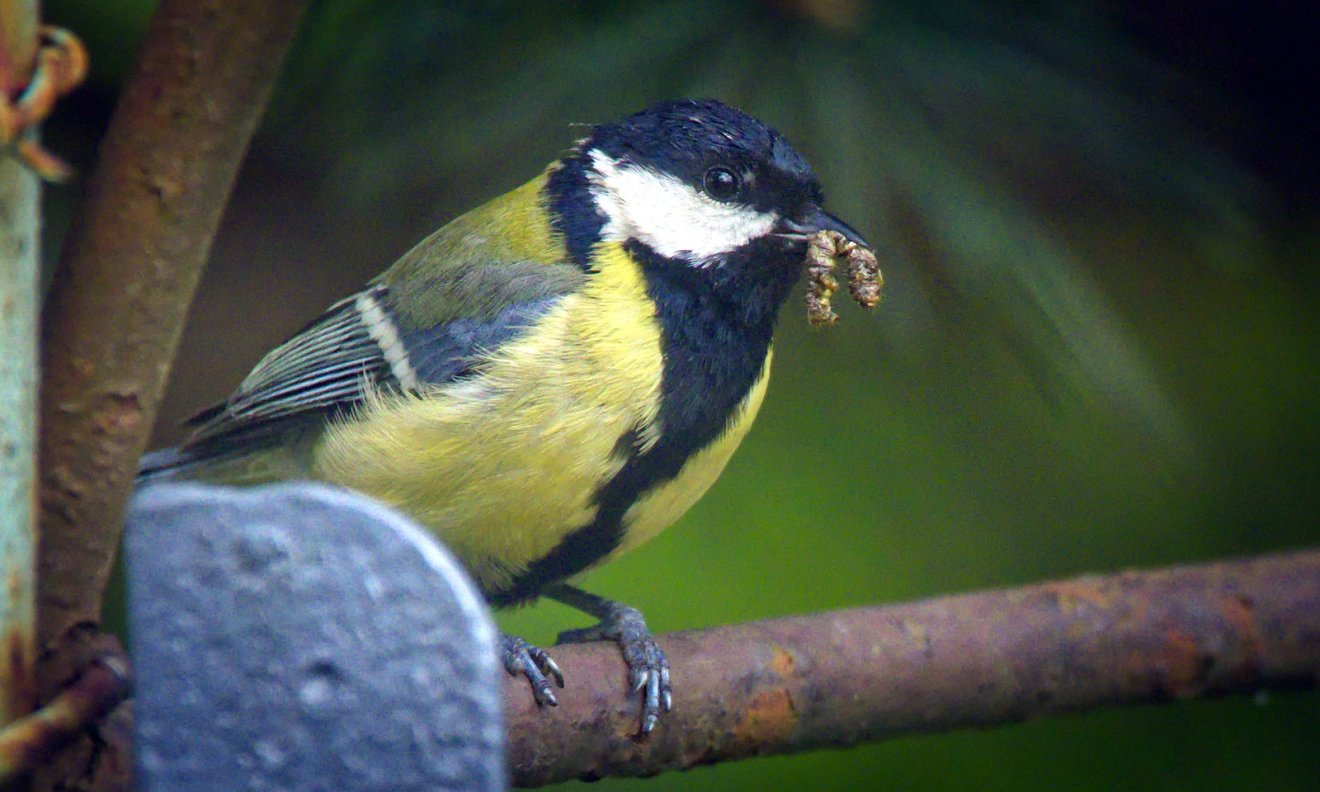 etetés, tél, vadóka, madár