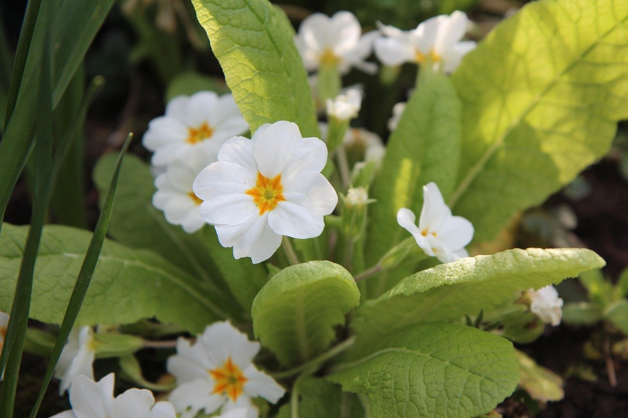tavasz, virág, vadóka, vadon, hírnök, hóvirág, növény, természet, kankalin