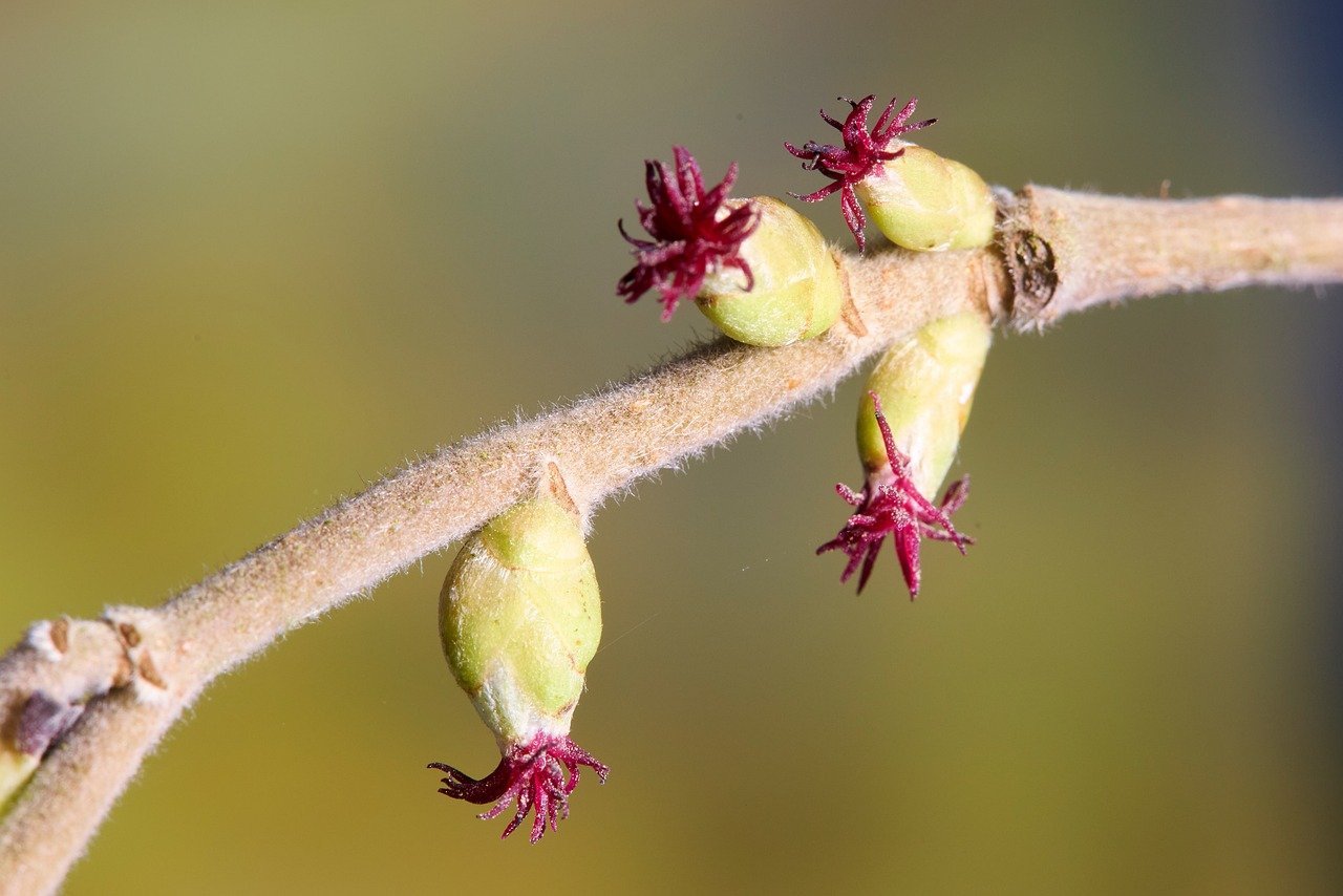 tavasz, virág, vadóka, vadon, hírnök, hóvirág, növény, természet