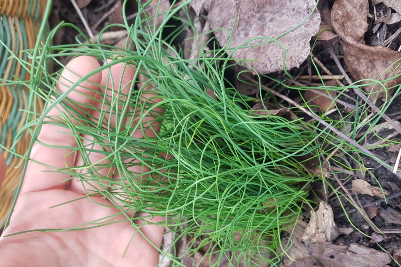 tavasz, hagyma, salátaboglára, kosár, vadon, növény