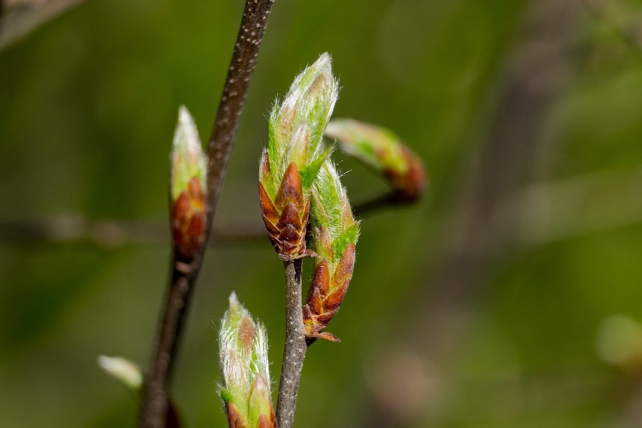 örökzöld, lombhullató, vadon, kosár, természet